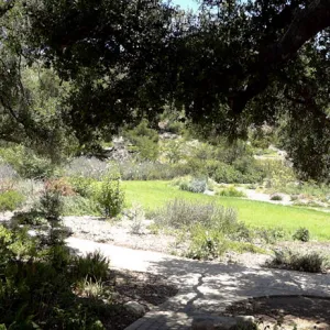 oak canopy, Meadow panorama