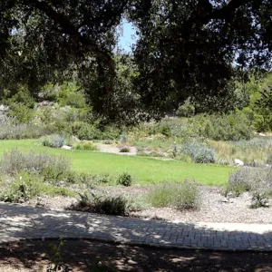 oak canopy, Meadow panorama