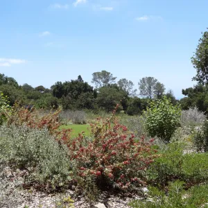 Berberis nevinii with red berries, Meadow Section