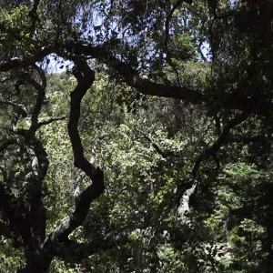 oak canopy, Canyon Section, Indian Steps, panorama
