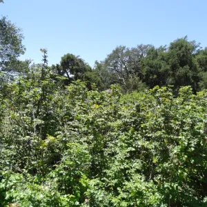 Berberis aquifolium, blue berries, Meadow Section