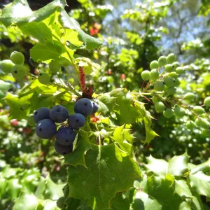 Berberis aquifolium, blue berries, Meadow Section
