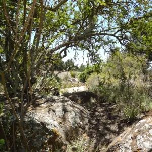 Desert Section
