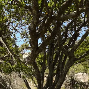 Desert Section panorama