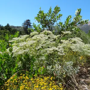Porter Trail in bloom