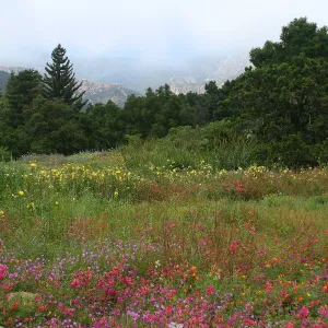 Clarkia wildflower display, SBBG Meadow in bloom, Rose and Nightingale concert in the Garden event
