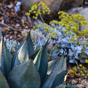 Agave (Century Plant) and buckwheat in bloom