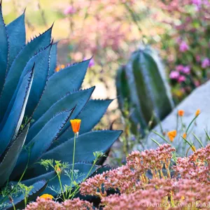 Agave (Century Plant) and buckwheat in bloom