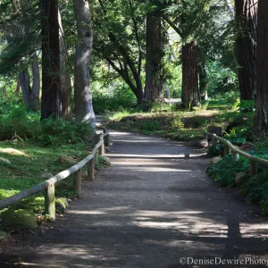 Redwood Section
