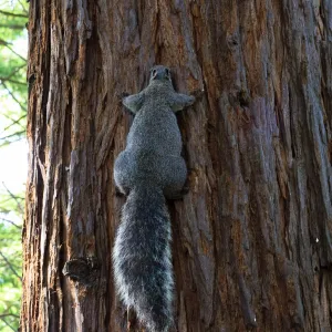 Grey squirrel, Redwood Section