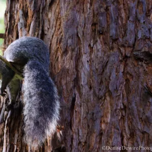 Grey squirrel, Redwood Section