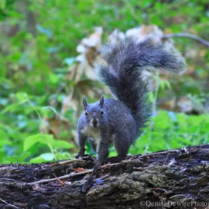 Grey squirrel, Redwood Section