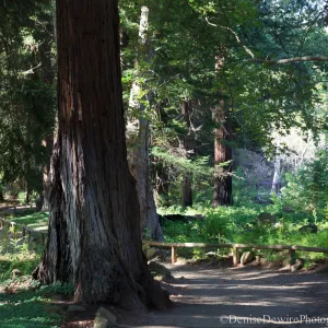 Redwood Section