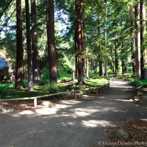 Redwood Section