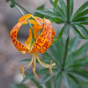 Lilium in bloom