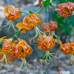 Lilium in bloom
