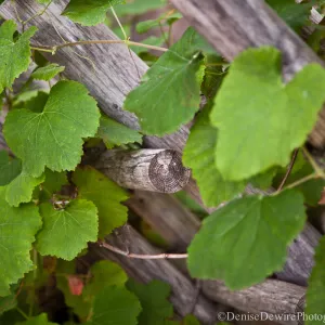 Tea House fence with grape leaves, Vitis
