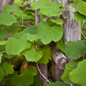 Tea House fence with grape leaves, Vitis