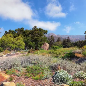 SBBG Meadow, Desert Section, view to the mountains