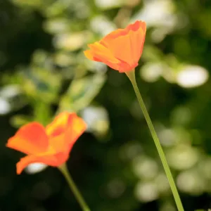 Poppy flowers