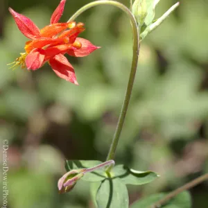 red Aquilegia flower