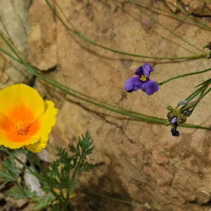 Poppy and Sisyrinchium flower against sandstone boulder, SBBG Photo Contest 2012