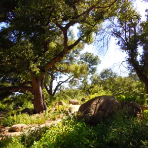 Meadow Oaks, SBBG Photo Contest 2012