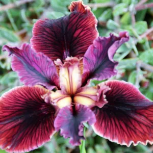 native Iris flower, SBBG Photo Contest 2012