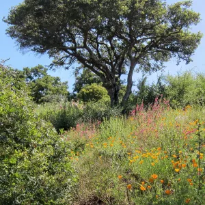 Oak on the Porter Trail, SBBG Photo Contest 2012