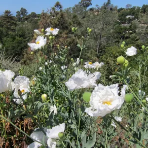 Matilija poppies in bloom, Porter Trail, SBBG Photo Contest 2012
