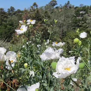 Matilija poppies in bloom, Porter Trail, SBBG Photo Contest 2012