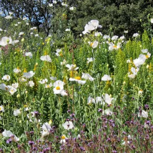 Matilija poppies in bloom, Porter Trail, SBBG Photo Contest 2012