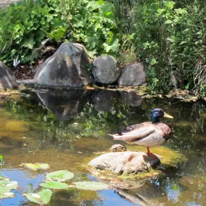 Mallard duck and pond turtle, Meadow Pond, SBBG Photo Contest 2012