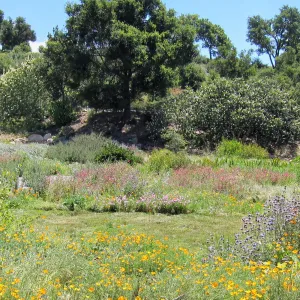 SBBG Meadow in bloom, wildflower display, SBBG Photo Contest 2012