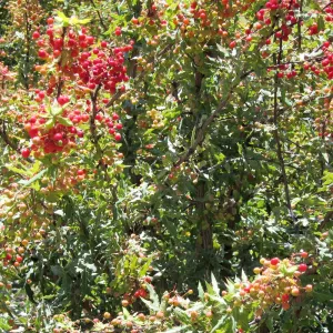 Berberis nevinii with red berries, SBBG Photo Contest 2012