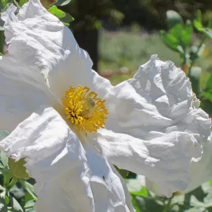 Matilija poppy flower, SBBG Photo Contest 2012