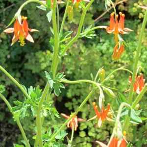 Aquilegia in bloom, SBBG Photo Contest 2012