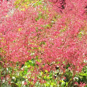 Heuchera in bloom, Meadow border, SBBG Photo Contest 2012