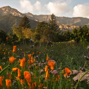 Meadow Panorama, winner in Garden Panorama category, SBBG Photo Contest 2012
