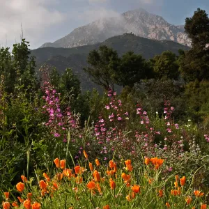 Garden panorama, wildflower display, Porter Trail, mountain view, SBBG Photo Contest 2012