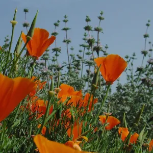 field of poppies, SBBG Photo Contest 2012