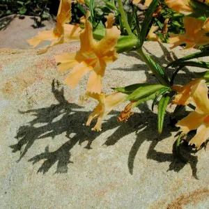 Mimulus flower with shadows on sandstone boulder, SBBG Photo Contest 2012