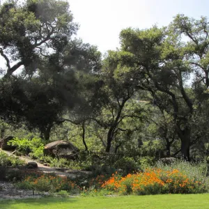 Meadow Oaks, SBBG Photo Contest 2012