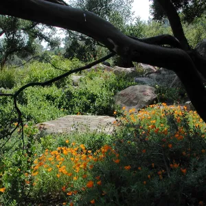 poppies and sandstone boulders, Meadow Oaks, SBBG Photo Contest 2012