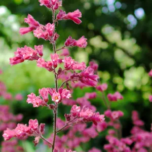 Heuchera in Bloom, third place winner, Celebrate Wildflowers category, SBBG Photo Contest 2012