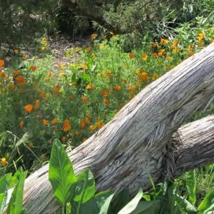 tree trunk and poppies, SBBG Photo Contest 2012