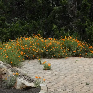 Poppy border, pavered patio, SBBG Photo Contest 2012