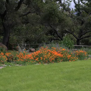 Meadow border, lawn, SBBG Photo Contest 2012
