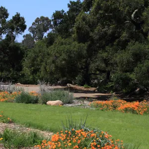Meadow border, lawn, SBBG Photo Contest 2012