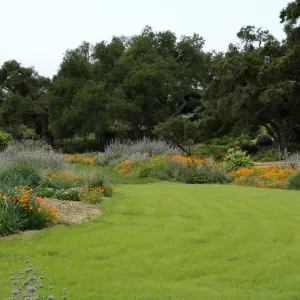 Meadow border, lawn, SBBG Photo Contest 2012